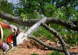 Best Commercial Tree Services  in Murray, KY