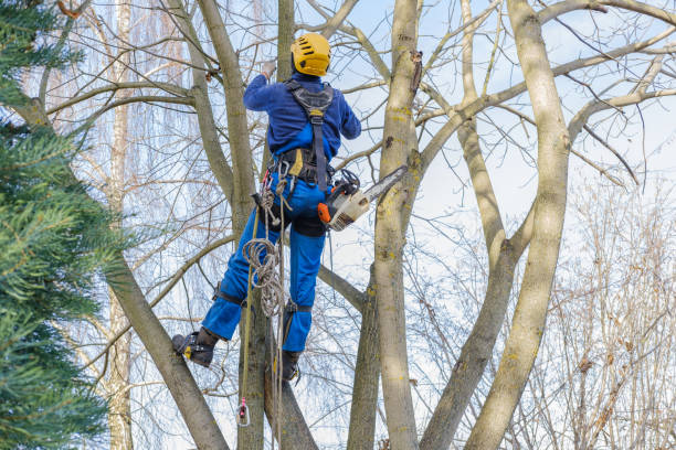 How Our Tree Care Process Works  in  Murray, KY