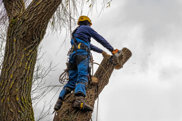 Murray, KY Tree Care Services Company