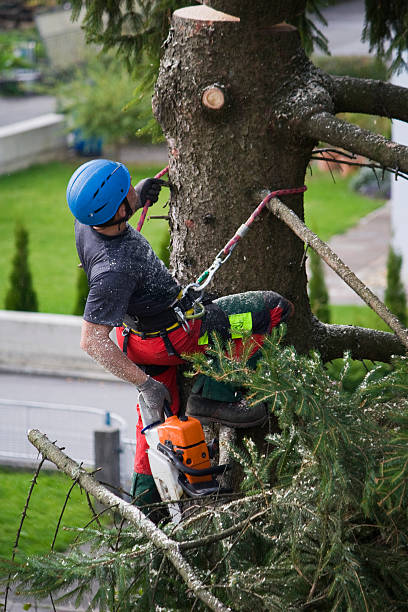 Best Tree Trimming and Pruning  in Murray, KY