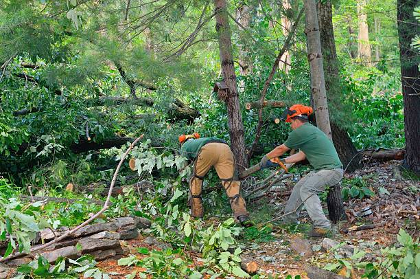  Murray, KY Tree Care Services Pros