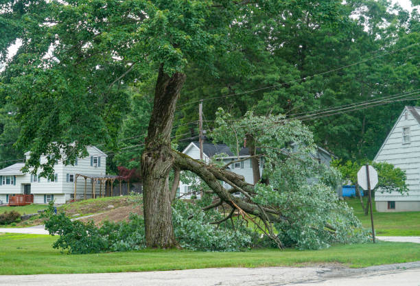 Best Tree Risk Assessment  in Murray, KY