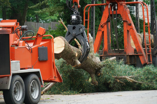 Best Grass Overseeding  in Murray, KY