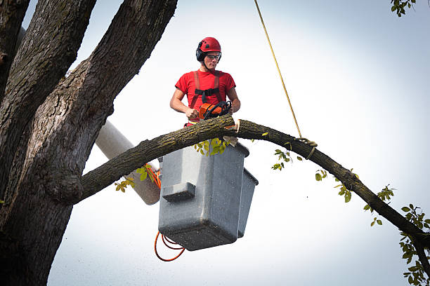 Best Tree and Shrub Care  in Murray, KY