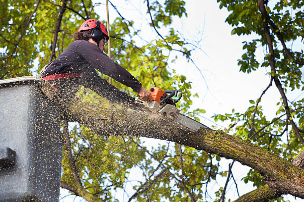 Best Hazardous Tree Removal  in Murray, KY